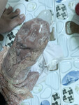 Bắn ngập tinh trùng lên quần lót của cô giáo