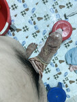 Bắn ngập tinh trùng lên quần lót của cô giáo